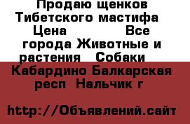 Продаю щенков Тибетского мастифа › Цена ­ 45 000 - Все города Животные и растения » Собаки   . Кабардино-Балкарская респ.,Нальчик г.